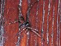 Nuctenea_umbratica_F1719_Z_79_Les Gris_Frankrijk